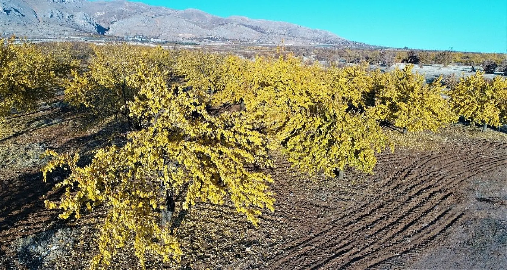 Altın yaprakların muhteşem görsel şöleni
