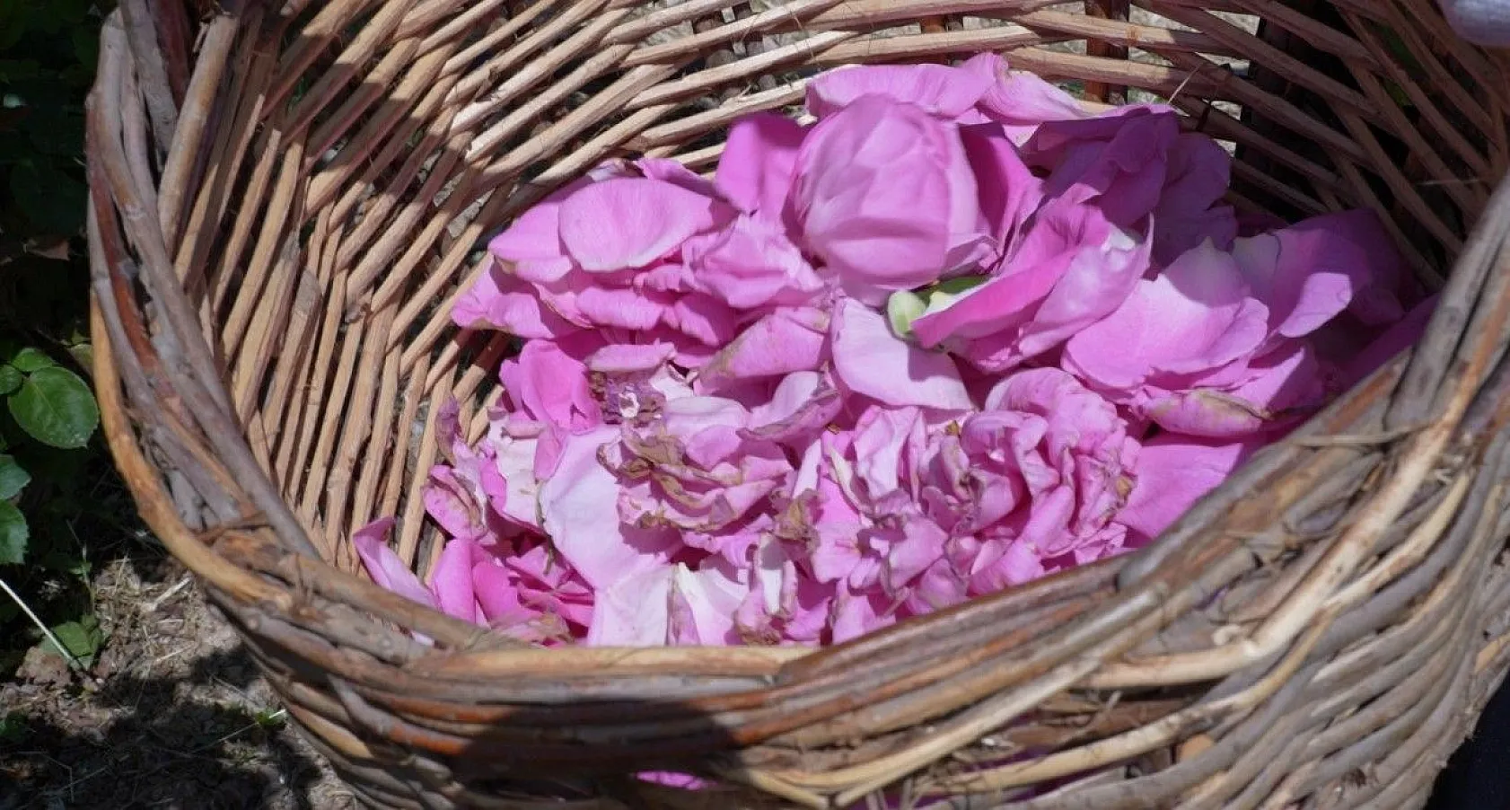 Isparta gülünden 'gül toniği'