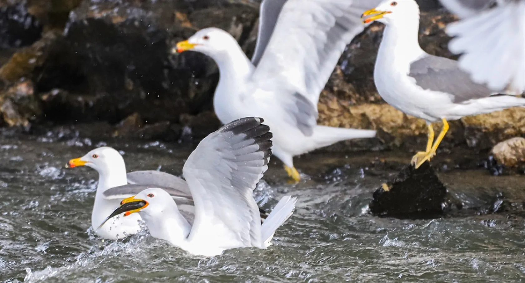 Martıların göç yolculuğundaki inci kefallerini avlama mücadelesi