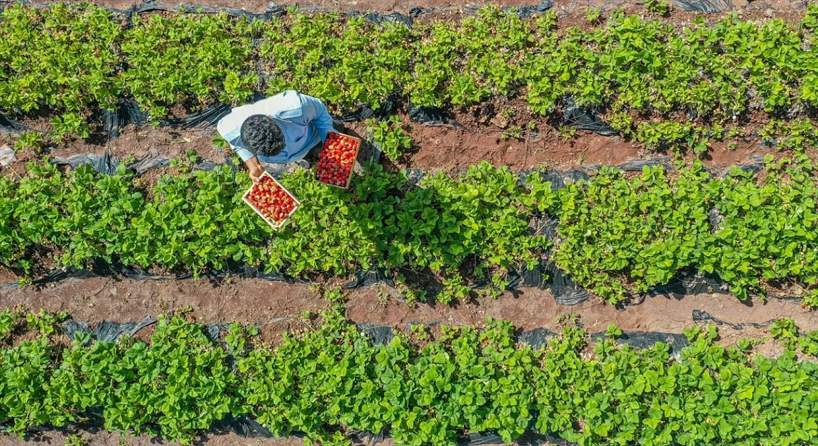 Osmanlı çileği tezgaha inmeden satılıyor