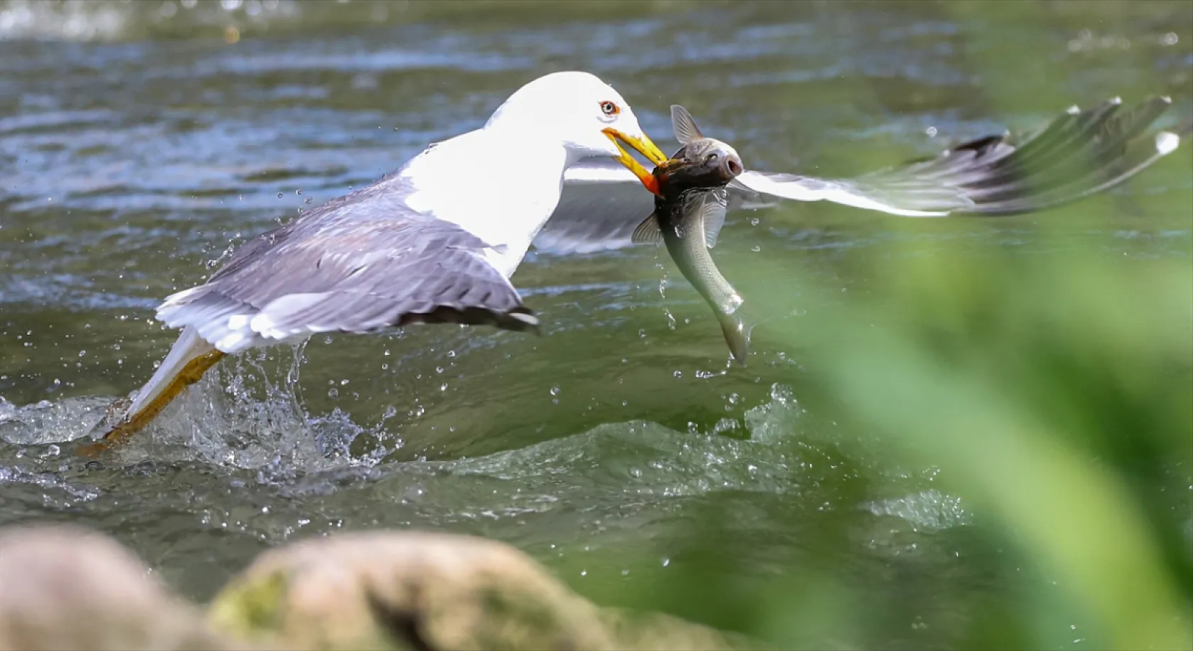 Martıların göç yolculuğundaki inci kefallerini avlama mücadelesi