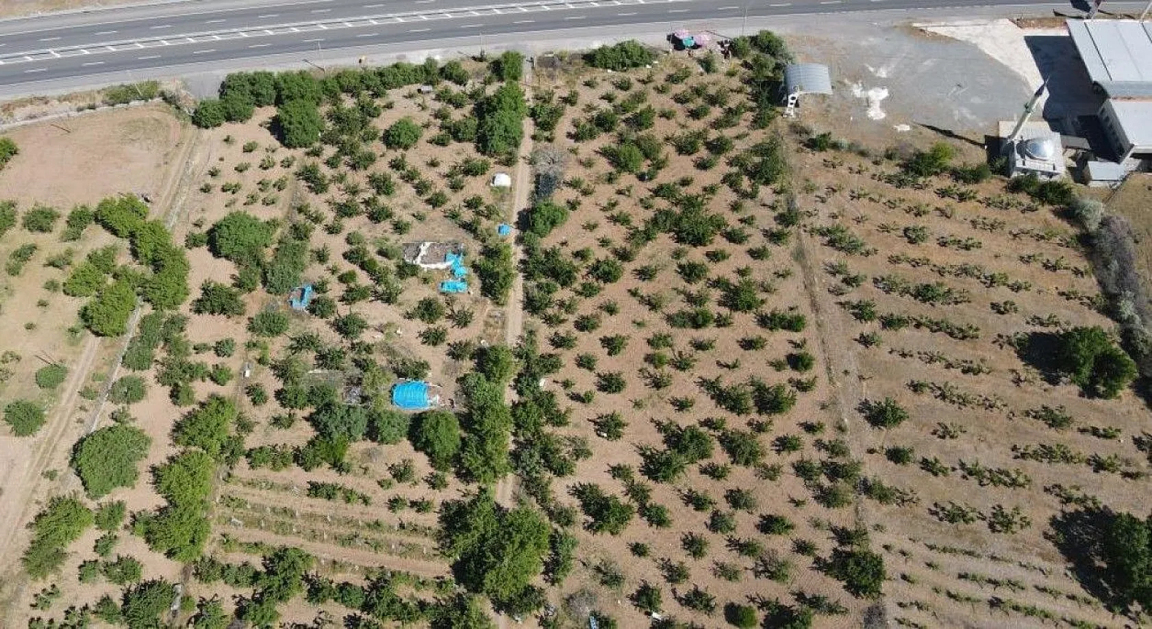 Erkenci Kirazlarda hasat başladı