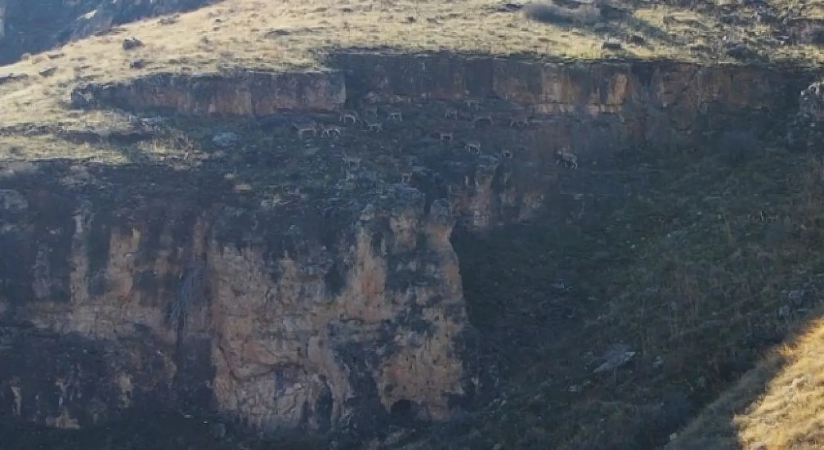 Dağ keçileri dron ile görüntülendi