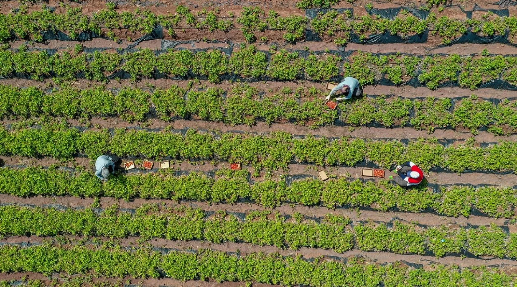 Osmanlı çileği tezgaha inmeden satılıyor