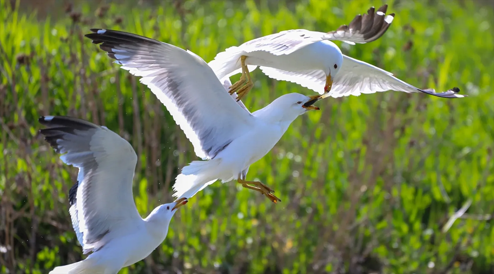 Martıların göç yolculuğundaki inci kefallerini avlama mücadelesi
