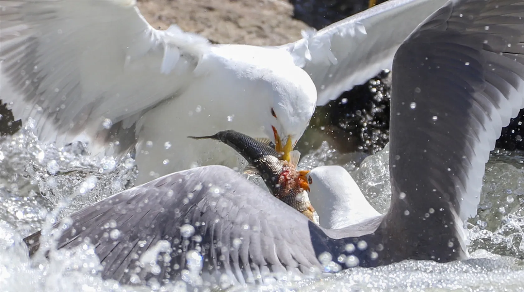 Martıların göç yolculuğundaki inci kefallerini avlama mücadelesi