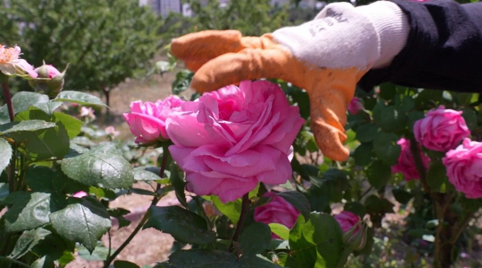 Isparta gülünden 'gül toniği'