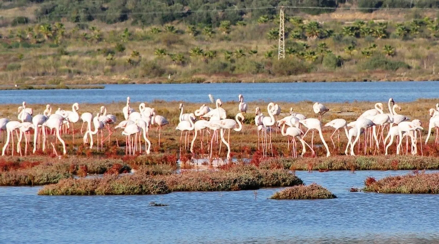 Yüzlerce flamingodan görsel şov