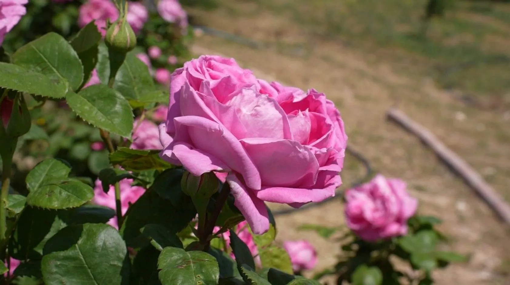 Isparta gülünden 'gül toniği'