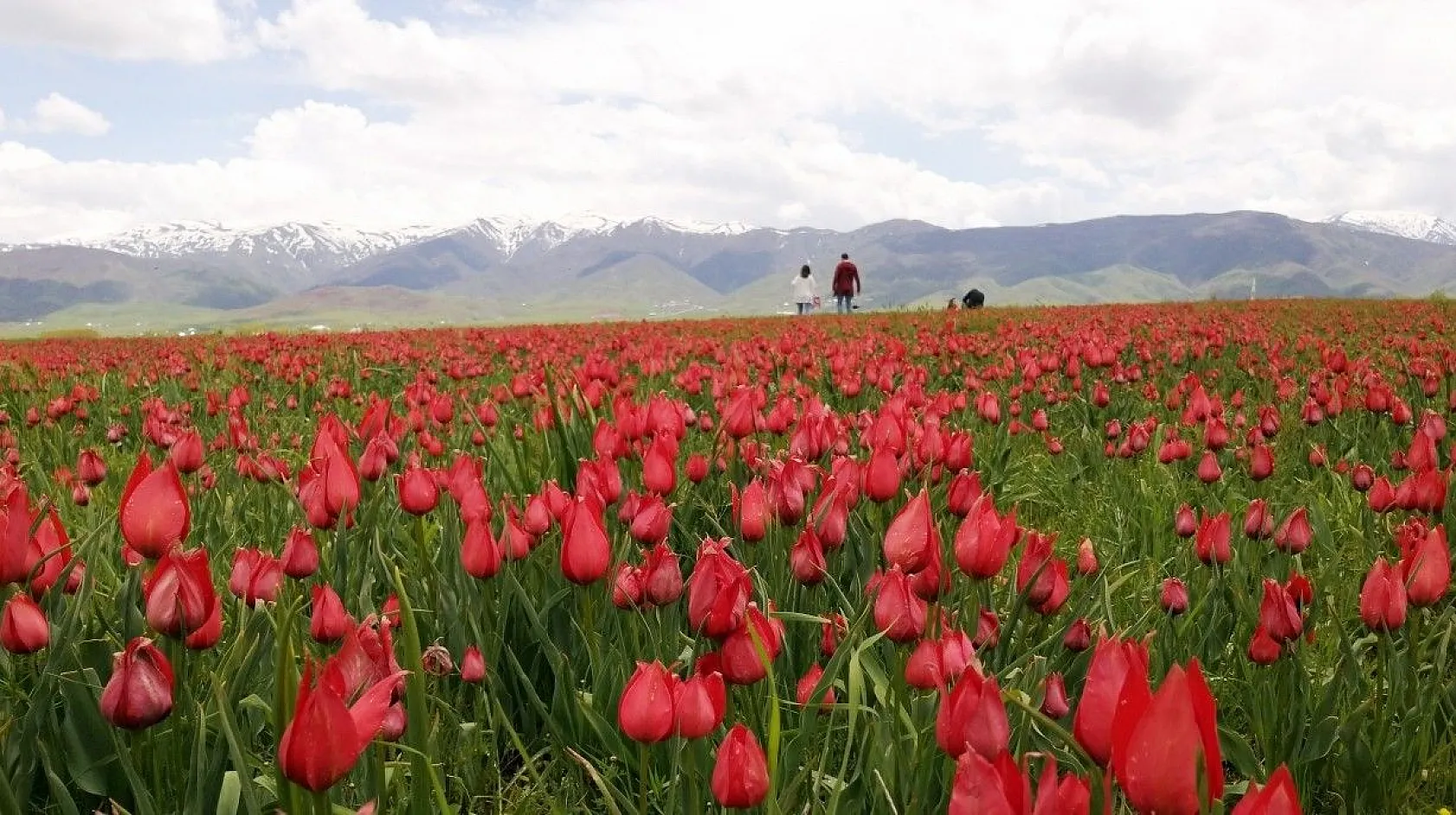 Muş lalelerinin eşsiz manzarası...