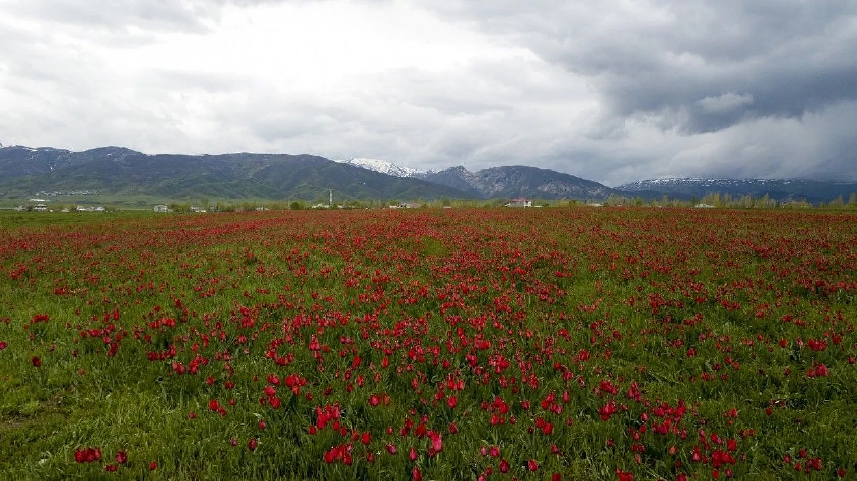 Muş lalelerinin eşsiz manzarası...