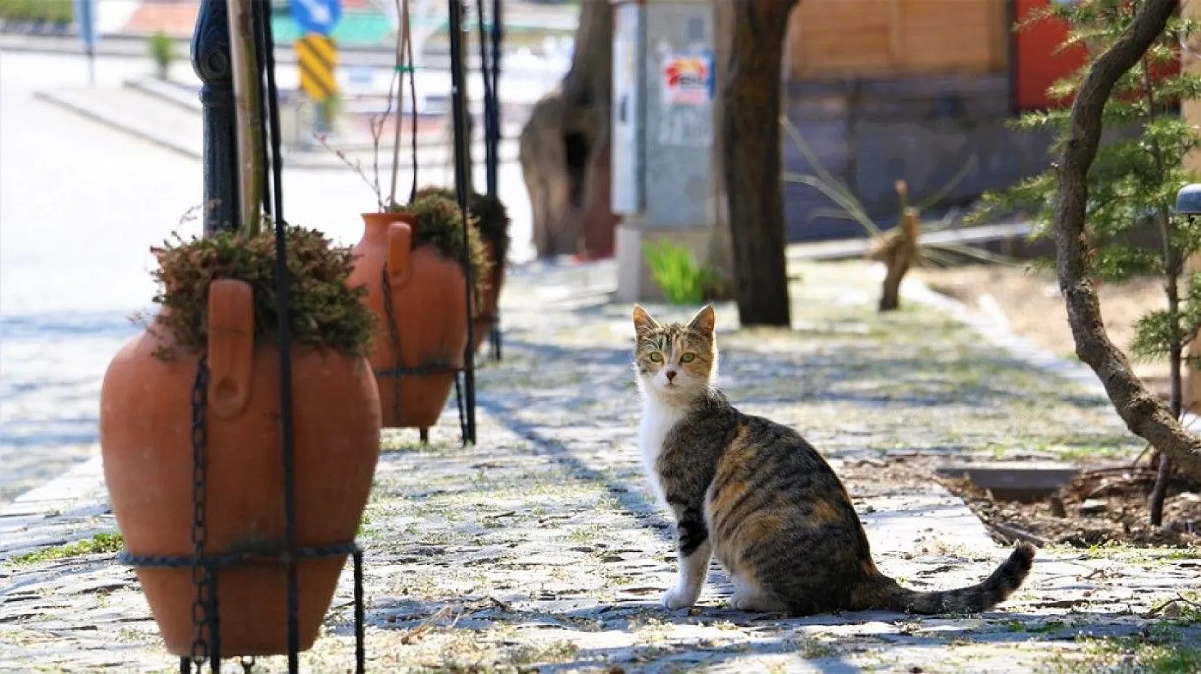 Harput yine boş kaldı
