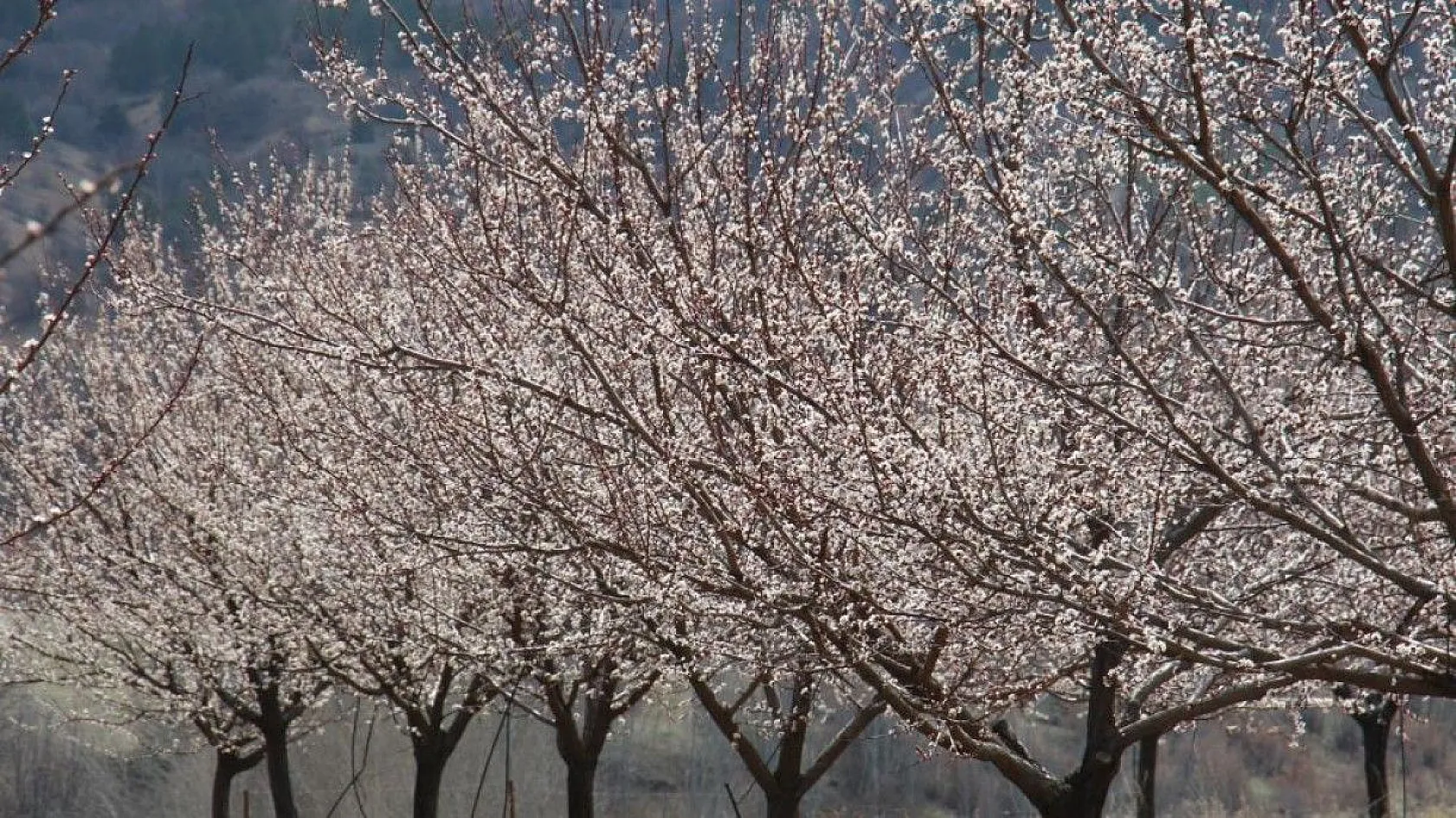 Ağaçlar beyaz gelinliği giydi