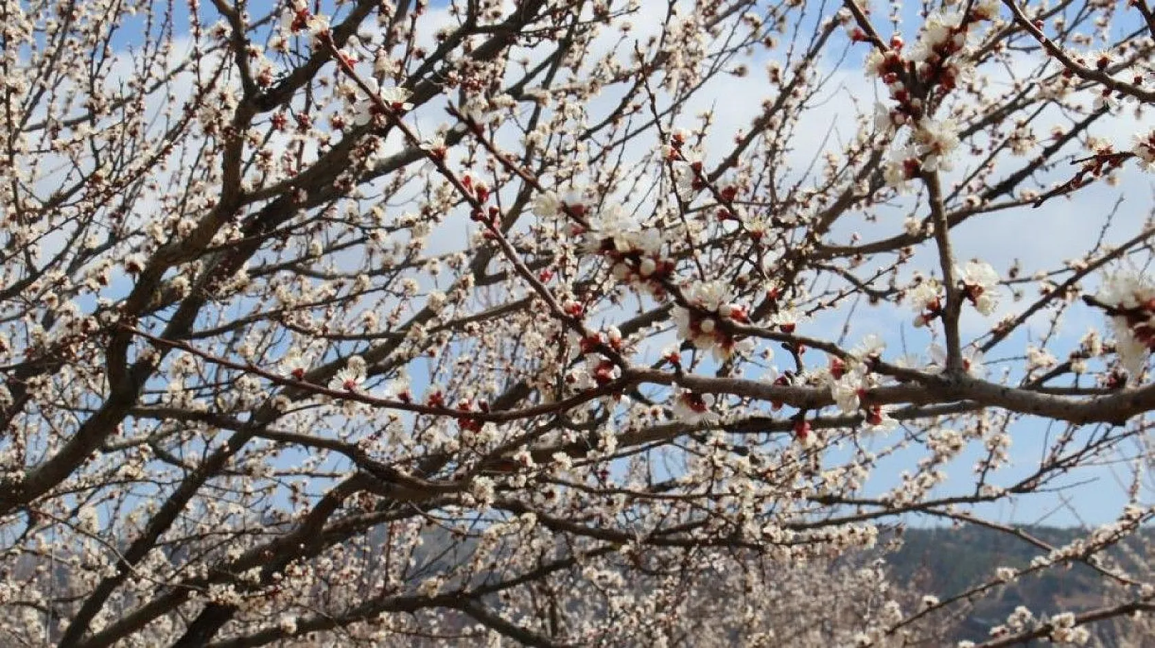 Ağaçlar beyaz gelinliği giydi