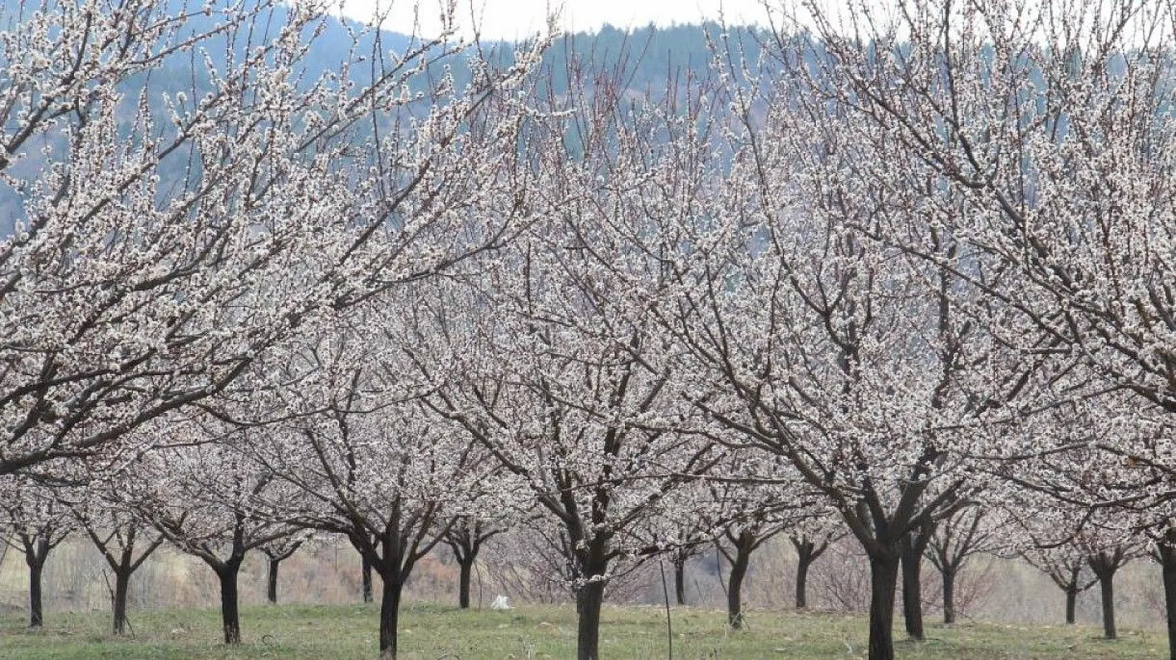 Ağaçlar beyaz gelinliği giydi