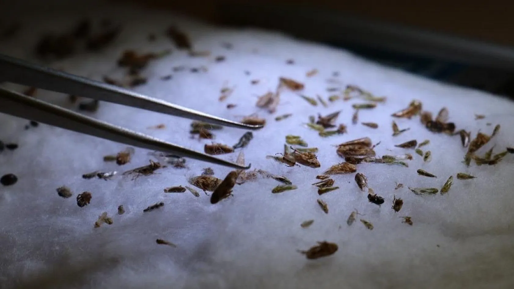 Bu böcek dünyada ikinci, Türkiye'de ilk defa Elazığ'da görüldü