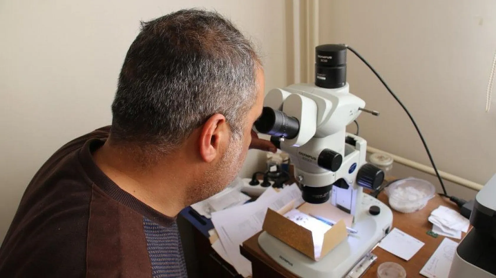 Bu böcek dünyada ikinci, Türkiye'de ilk defa Elazığ'da görüldü