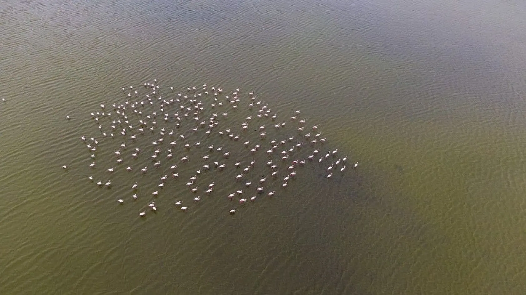 Flamingolar Başkent göletlerindeki yerlerini aldı