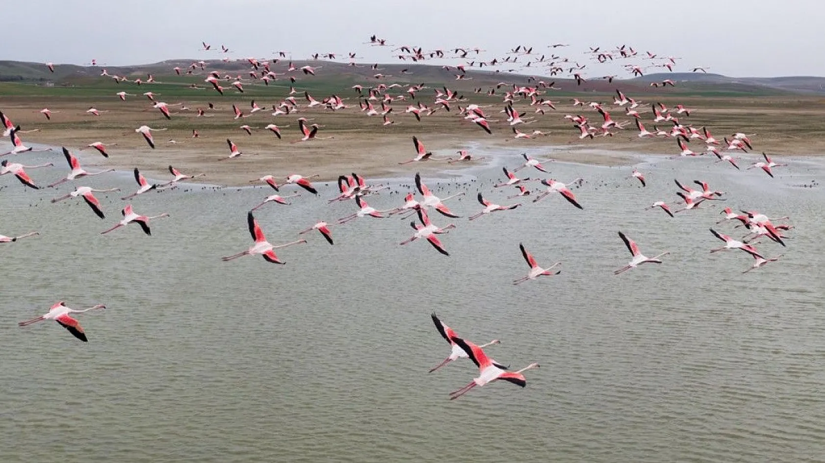 Flamingolar Başkent göletlerindeki yerlerini aldı