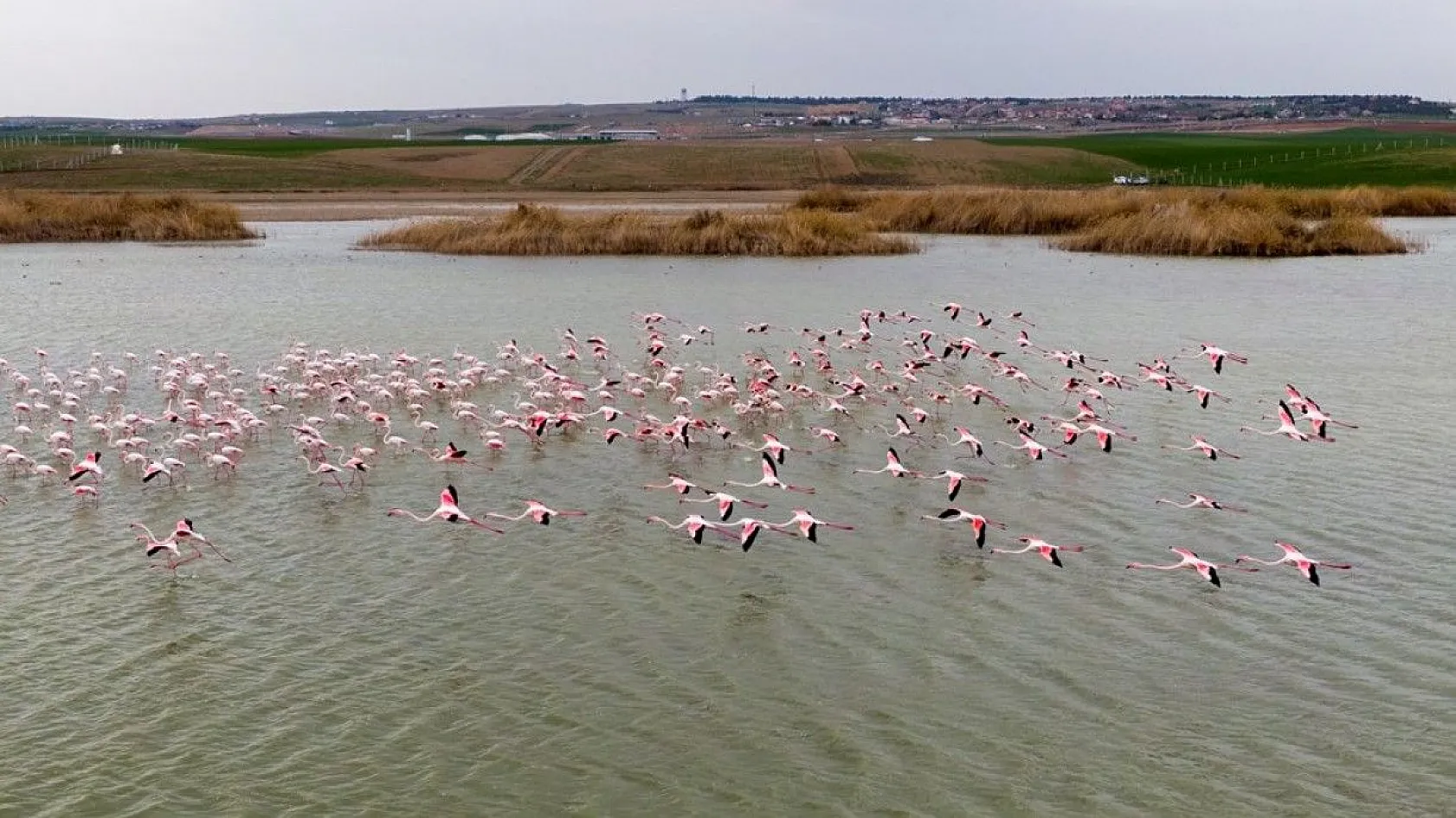 Flamingolar Başkent göletlerindeki yerlerini aldı