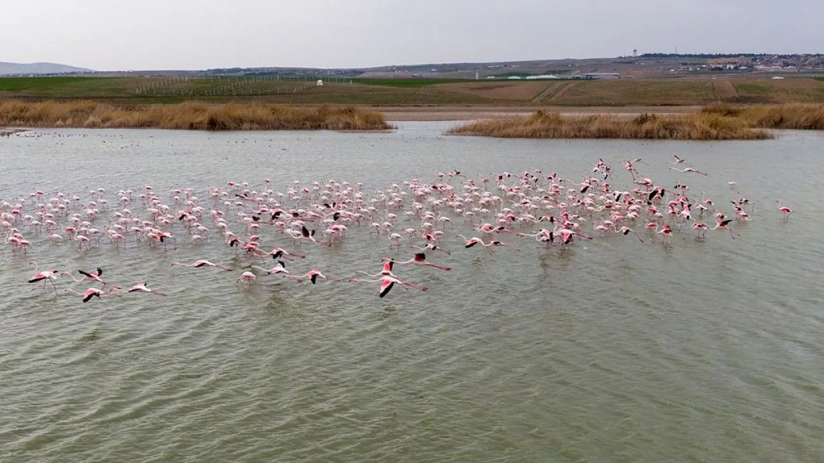 Flamingolar Başkent göletlerindeki yerlerini aldı