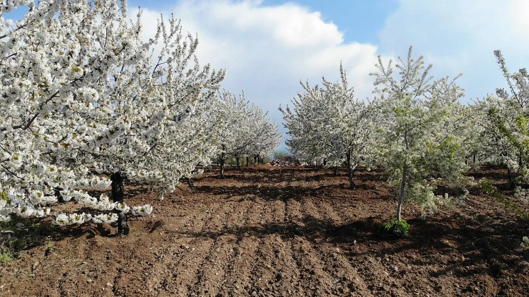 Tarihi mahallede kiraz ağaçları beyaz gelinliğini giydi