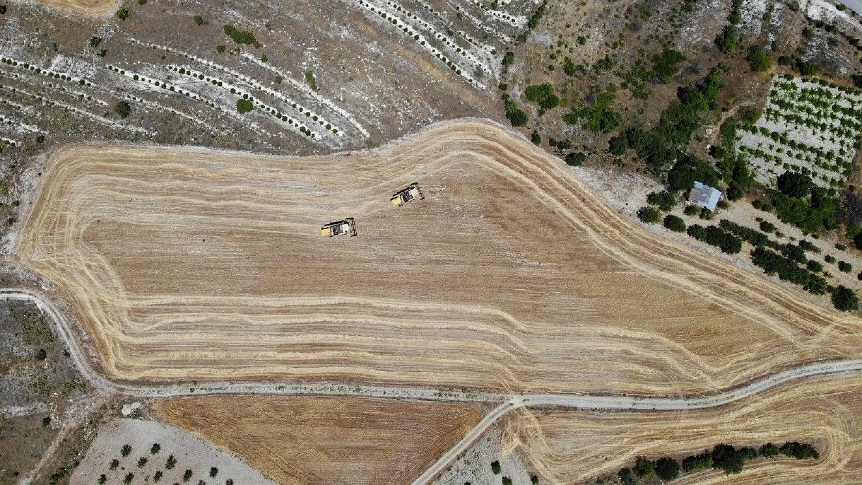 Toplam 600 dönüme arpa eken başkan, hasada başladı