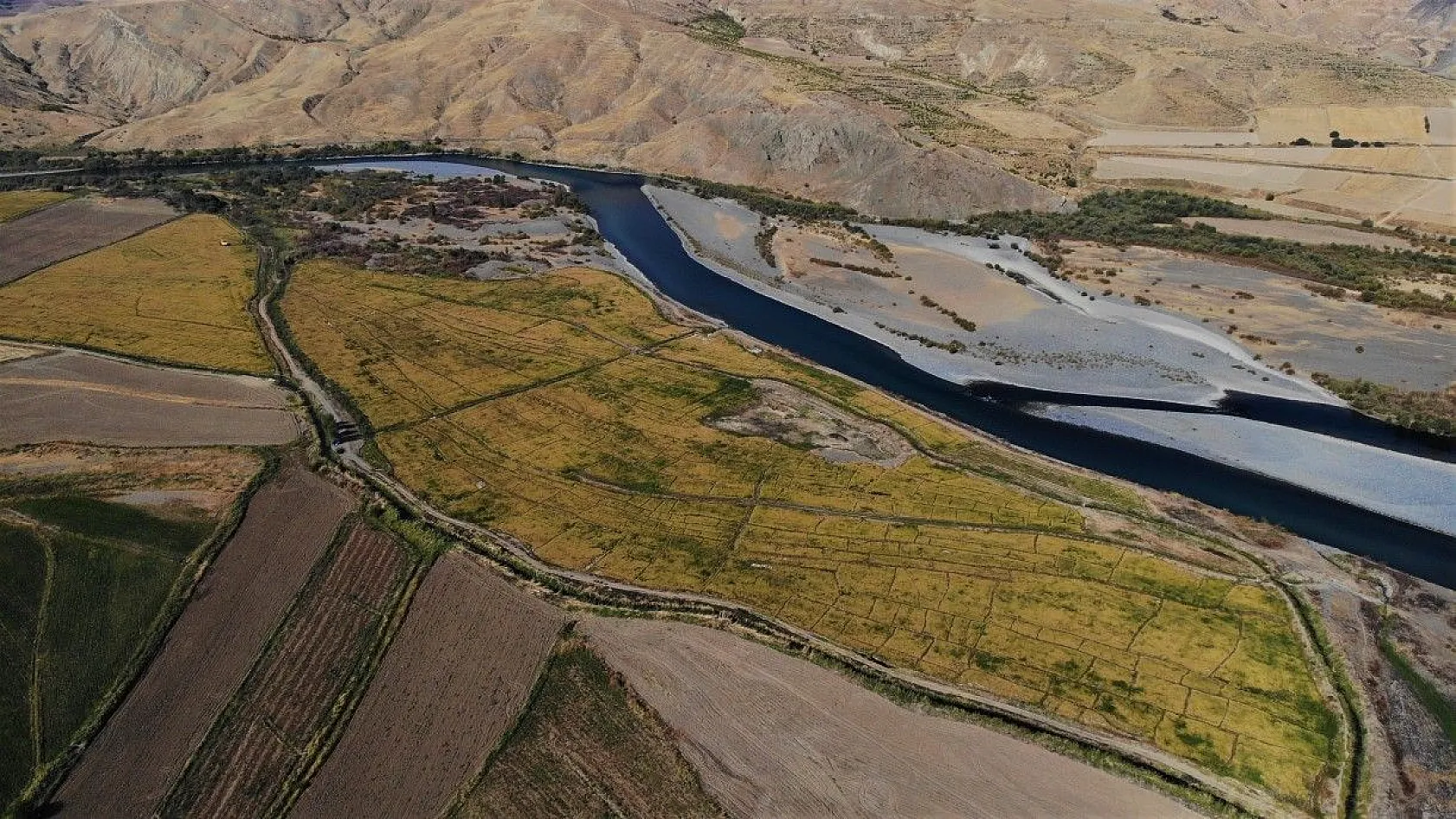 Murat Nehri'nin yatağında pirinç hasadı başladı