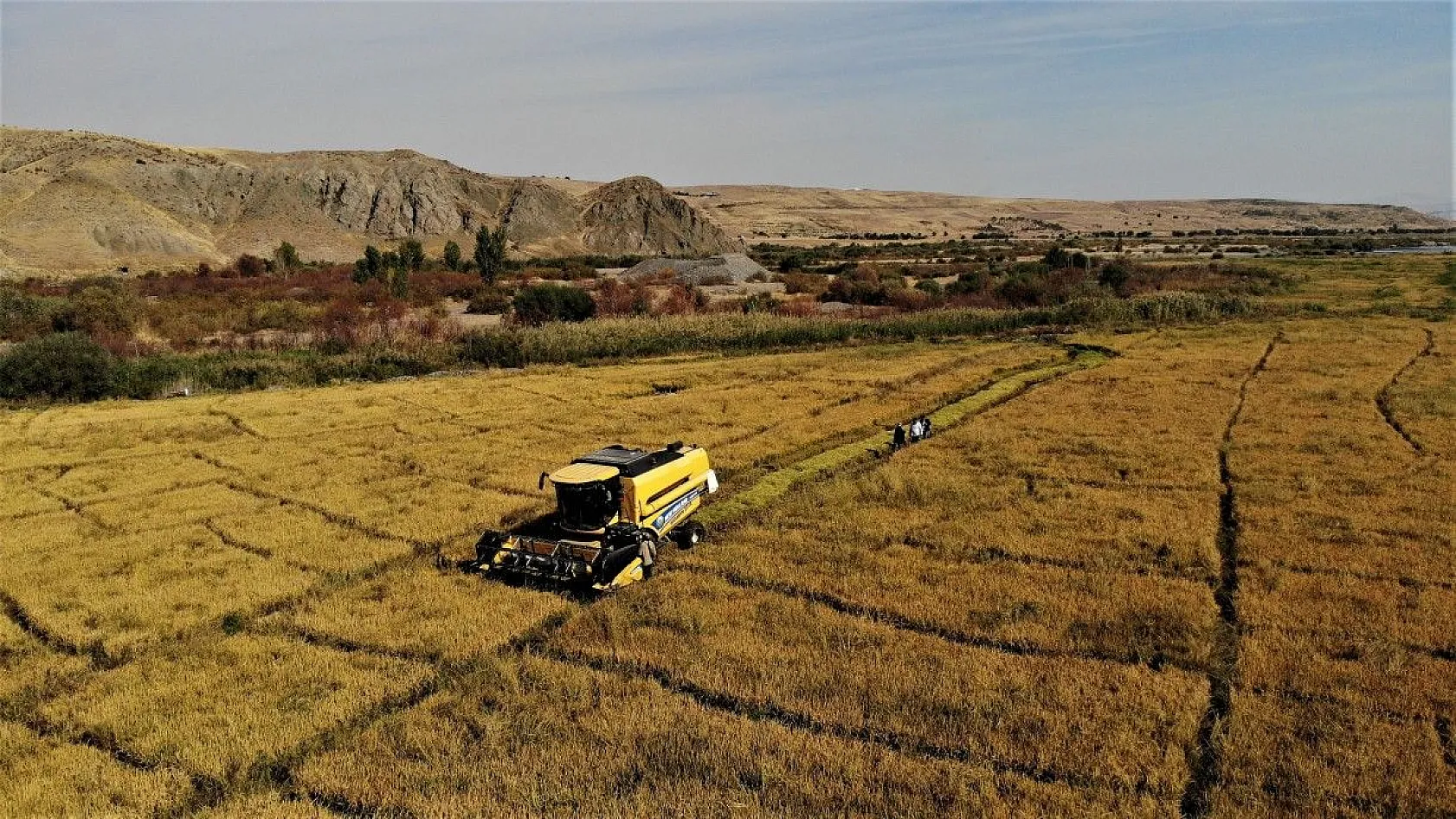 Murat Nehri'nin yatağında pirinç hasadı başladı