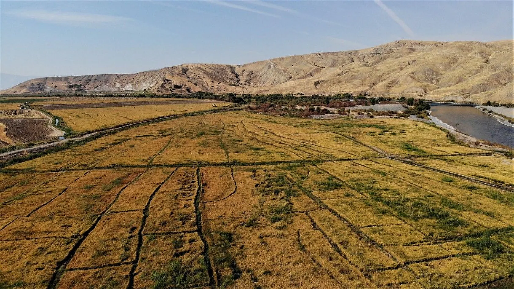Murat Nehri'nin yatağında pirinç hasadı başladı