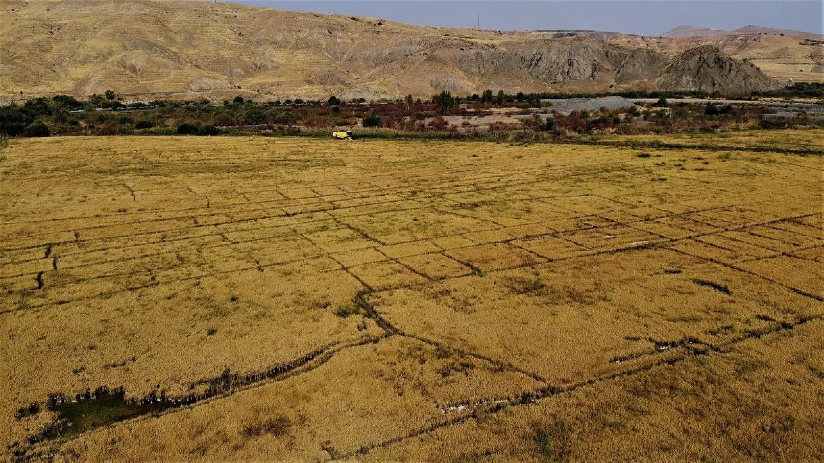 Murat Nehri'nin yatağında pirinç hasadı başladı