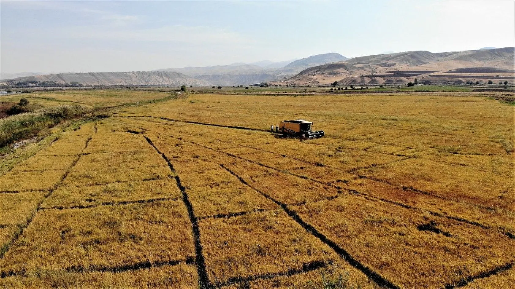 Murat Nehri'nin yatağında pirinç hasadı başladı