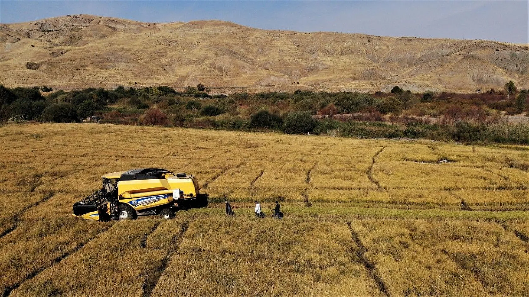 Murat Nehri'nin yatağında pirinç hasadı başladı