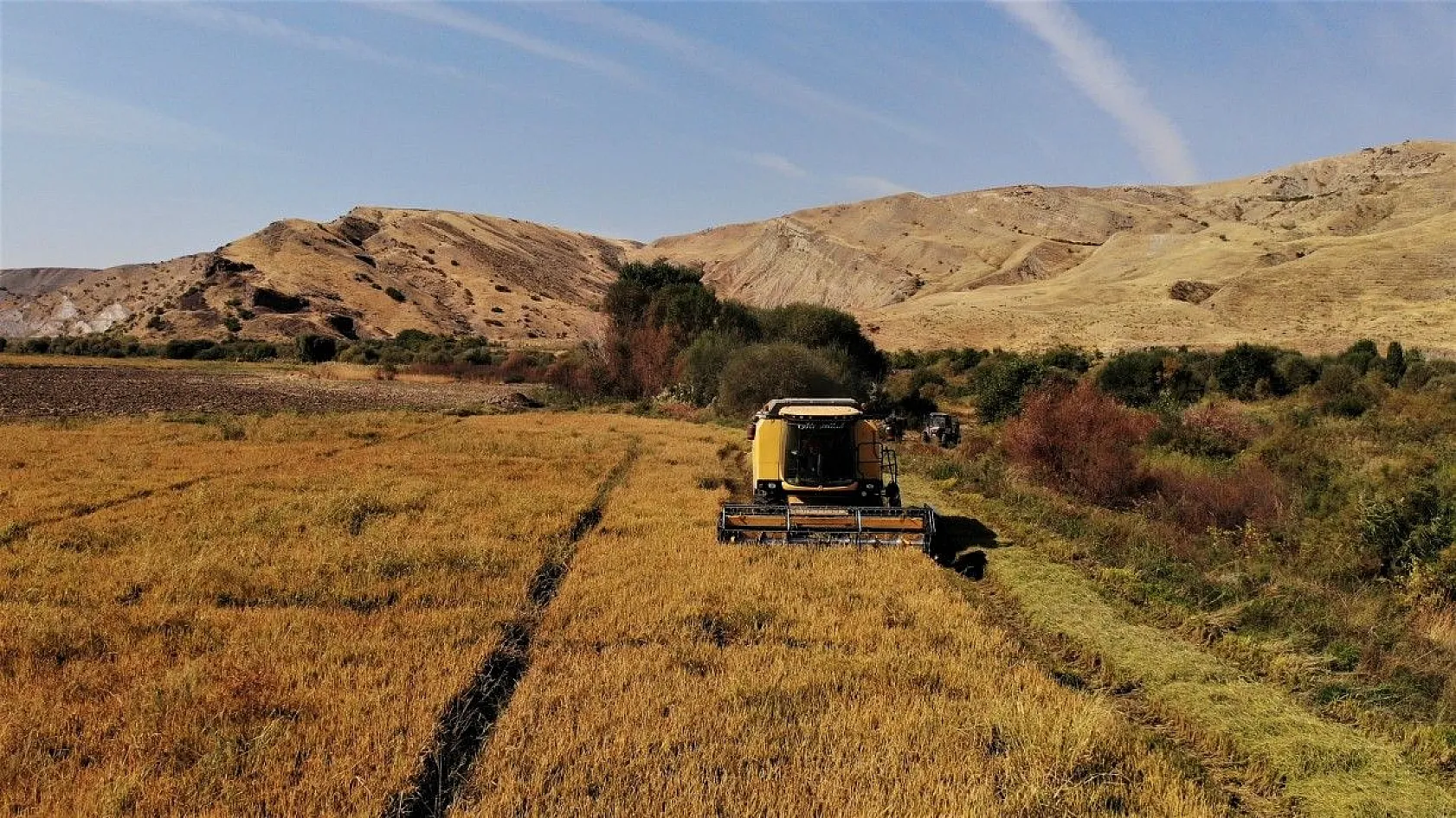 Murat Nehri'nin yatağında pirinç hasadı başladı