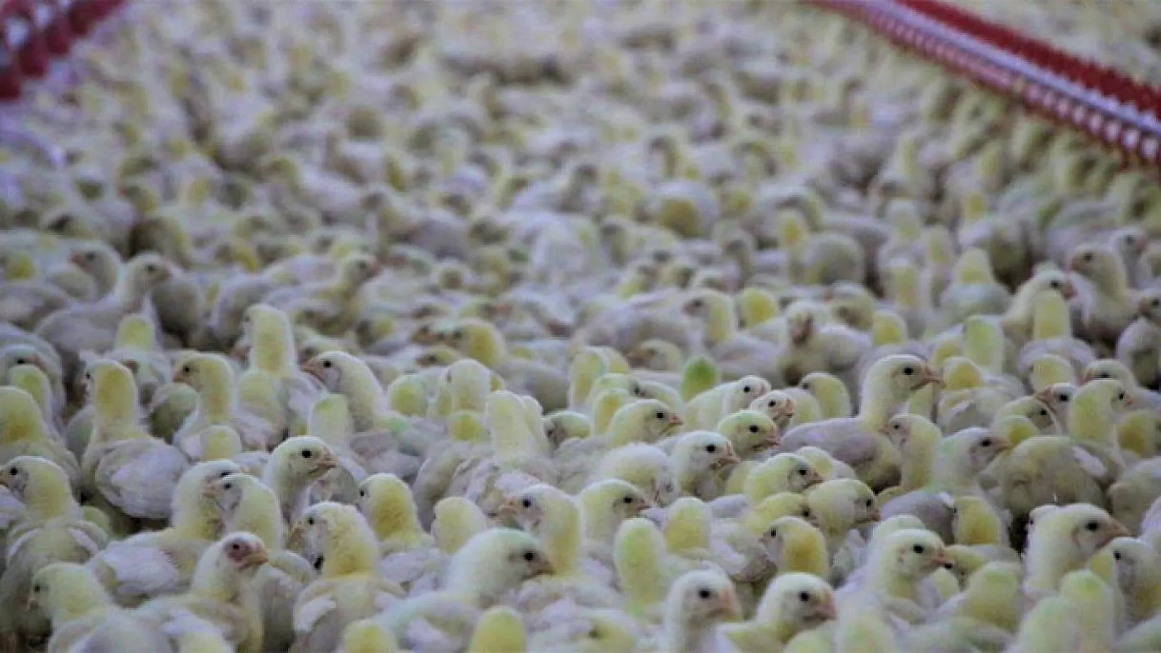 Şehir hayatından sıkıldı, Devlet desteğiyle çiftlik kurdu