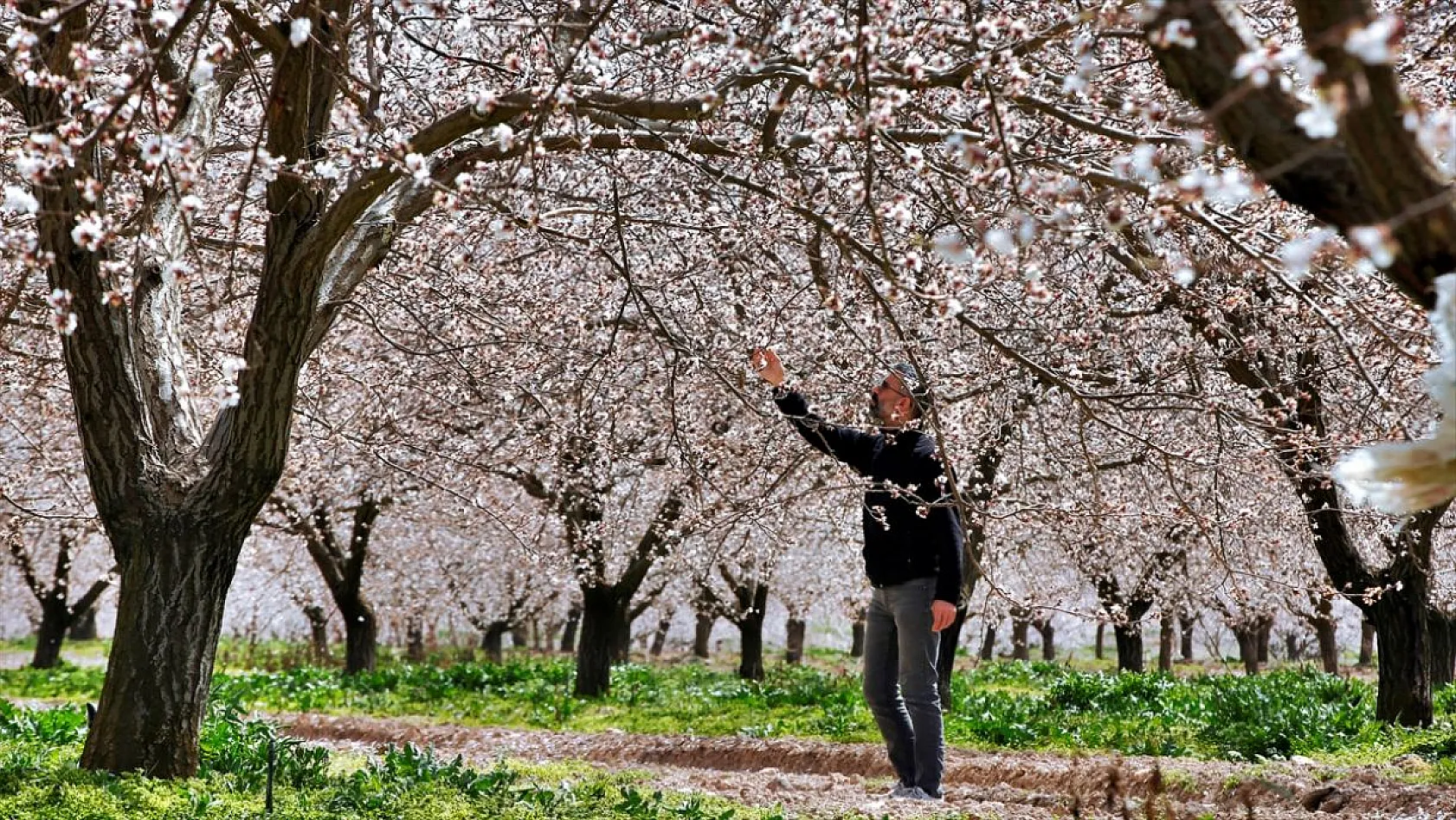 Kayısı üreticileri verimli bir sezon bekliyor