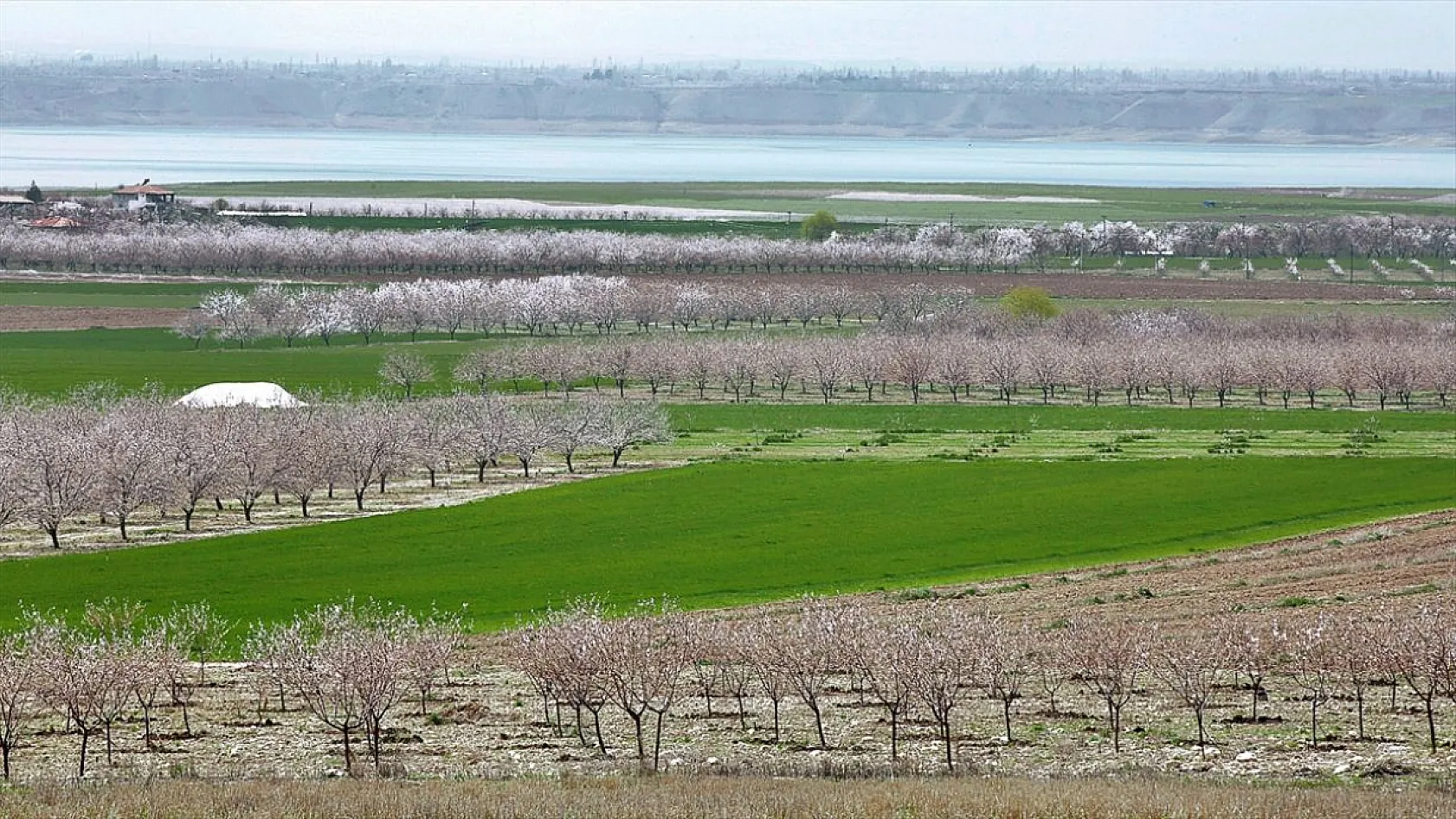Kayısı üreticileri verimli bir sezon bekliyor