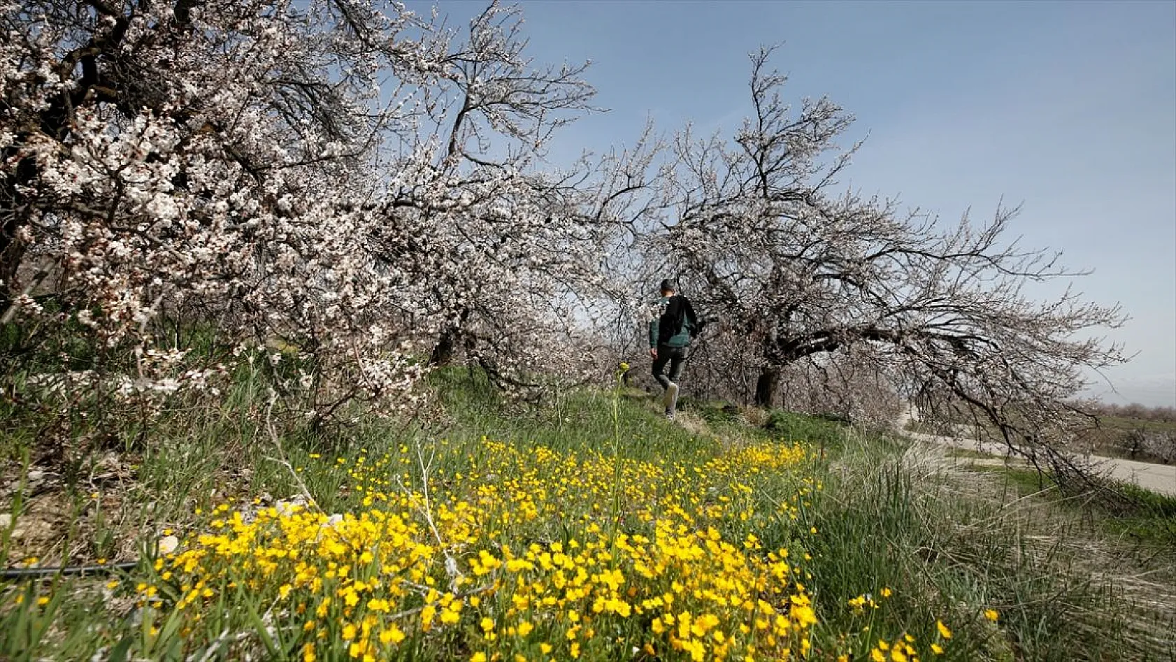 Kayısı üreticileri verimli bir sezon bekliyor
