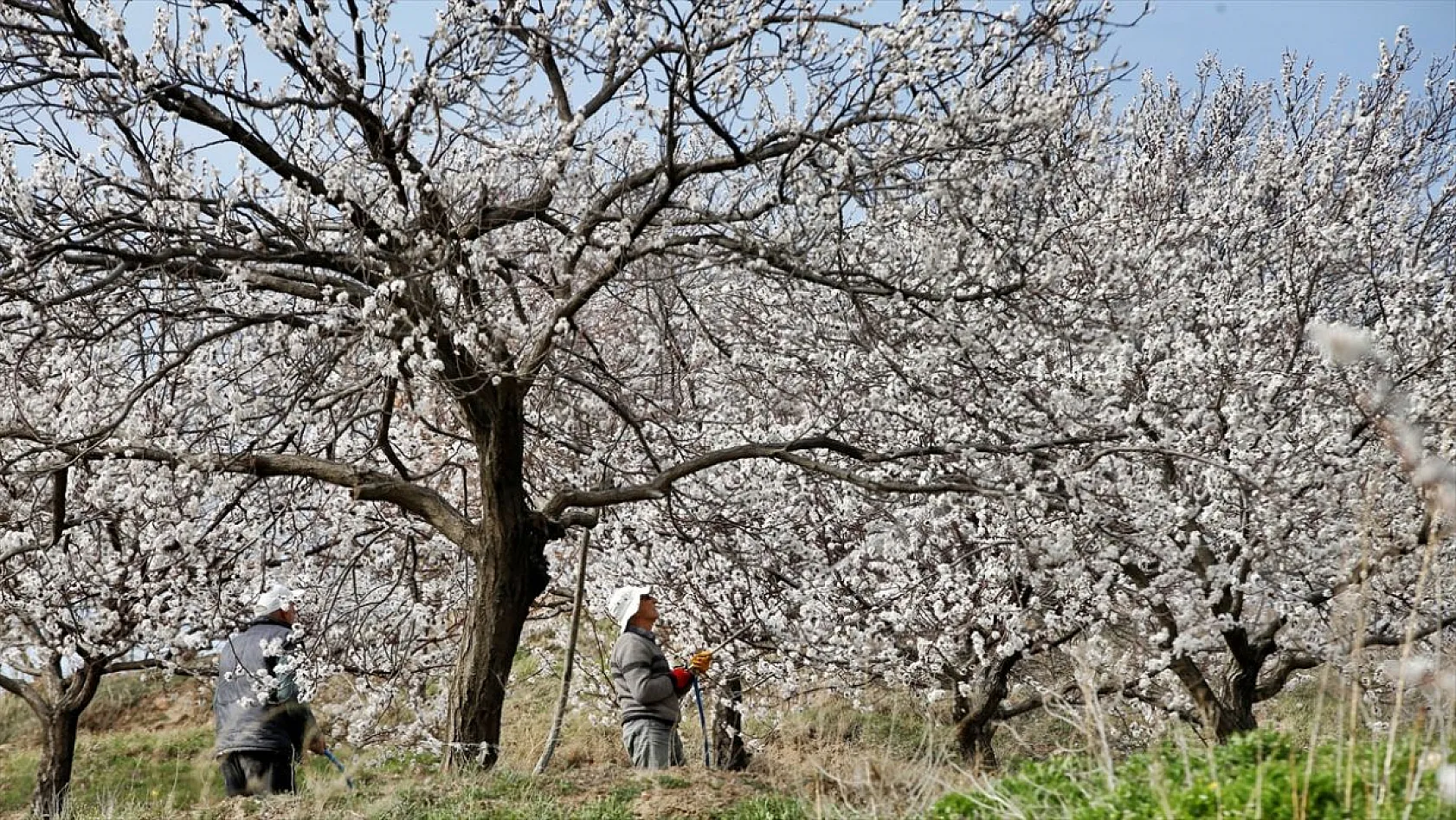 Kayısı üreticileri verimli bir sezon bekliyor