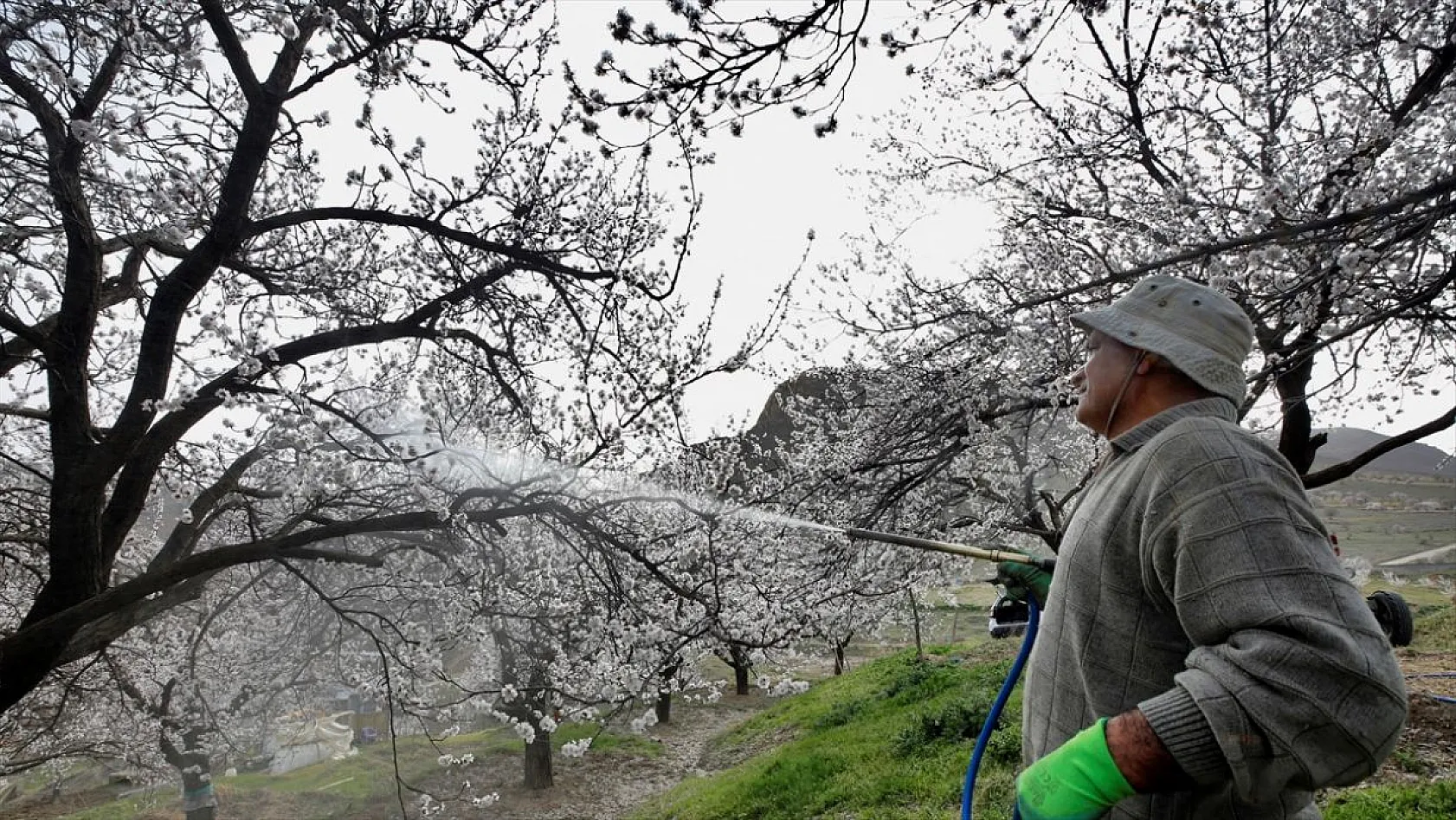 Kayısı üreticileri verimli bir sezon bekliyor
