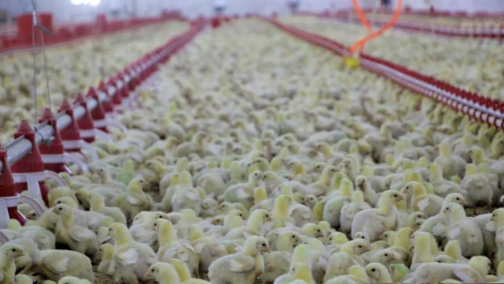 Şehir hayatından sıkıldı, Devlet desteğiyle çiftlik kurdu