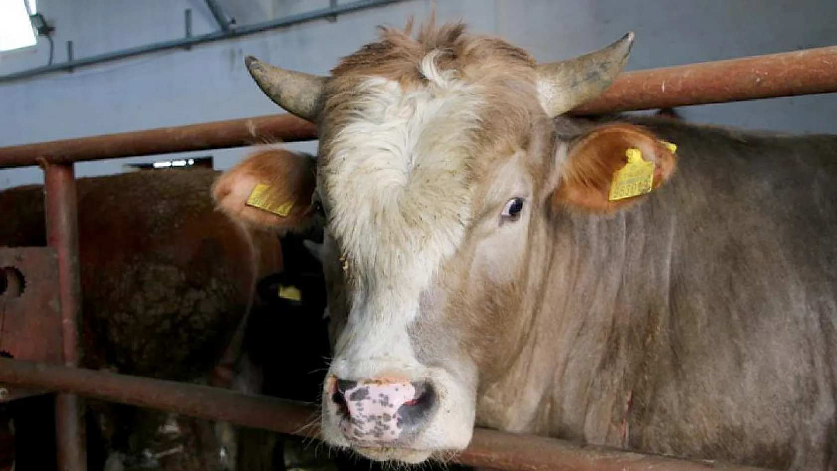Şehir hayatından sıkıldı, Devlet desteğiyle çiftlik kurdu