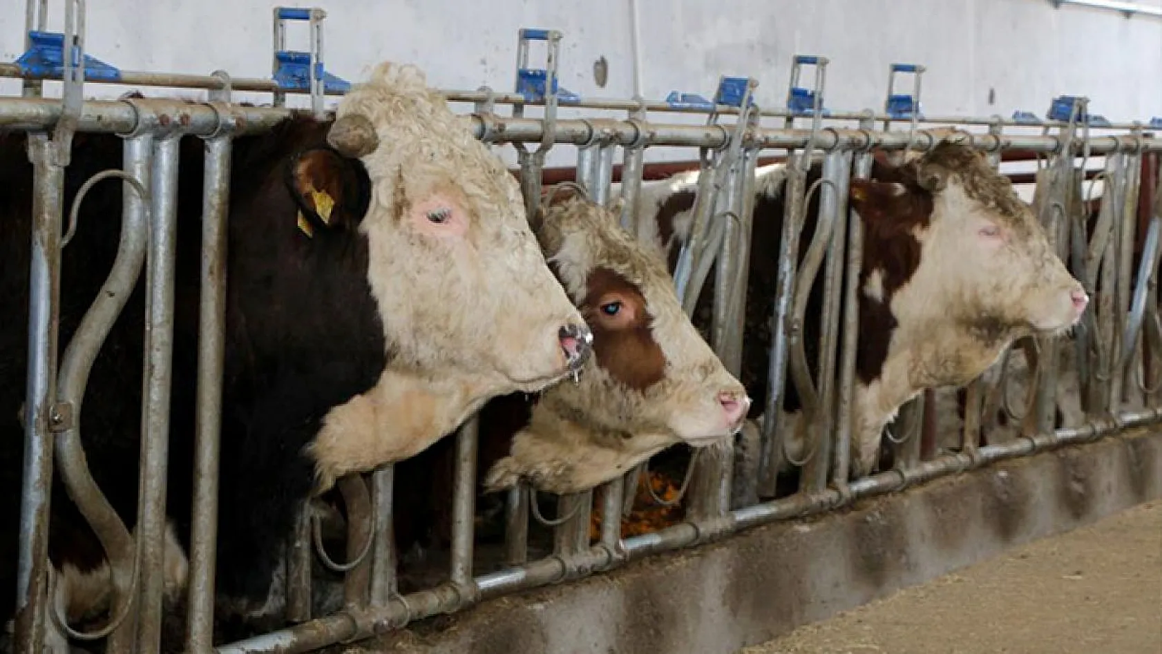 Şehir hayatından sıkıldı, Devlet desteğiyle çiftlik kurdu