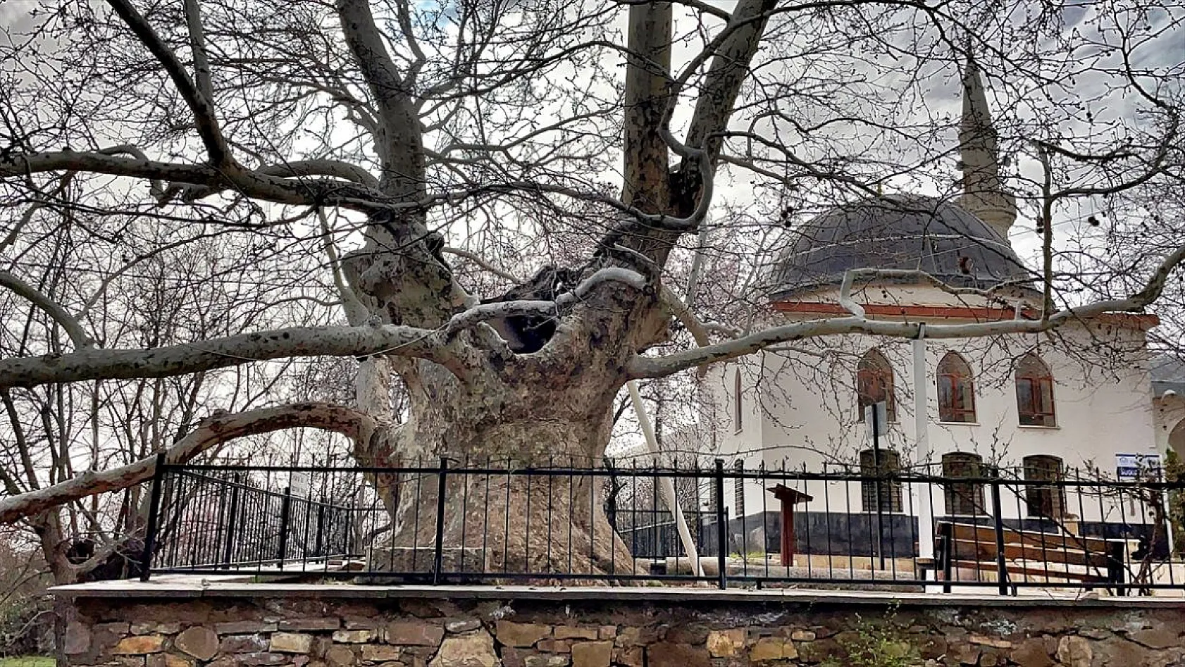 394 yıllık 'Doğu Çınarı' özenle korunuyor