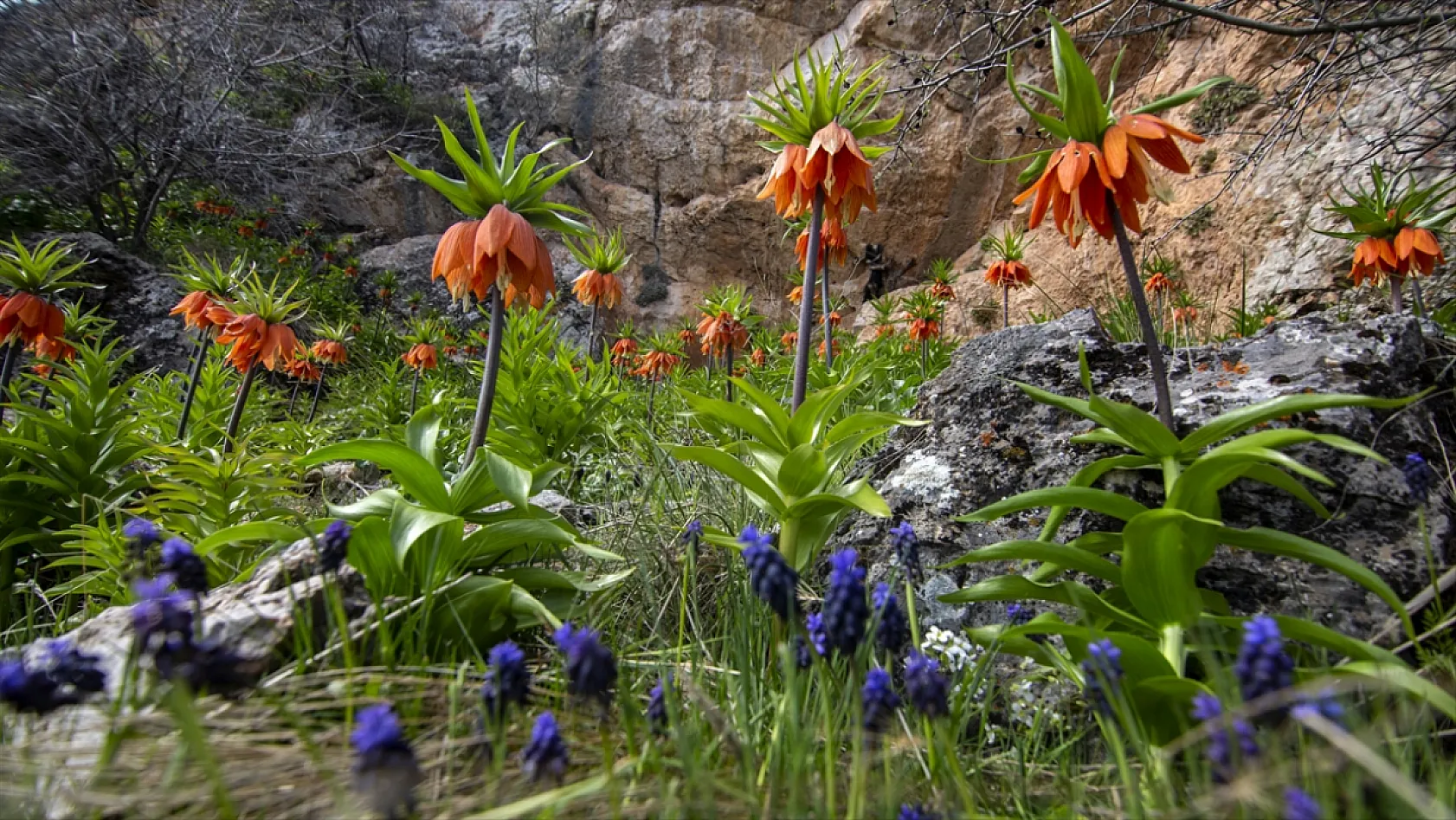 Ters laleler Malatya'da açtı