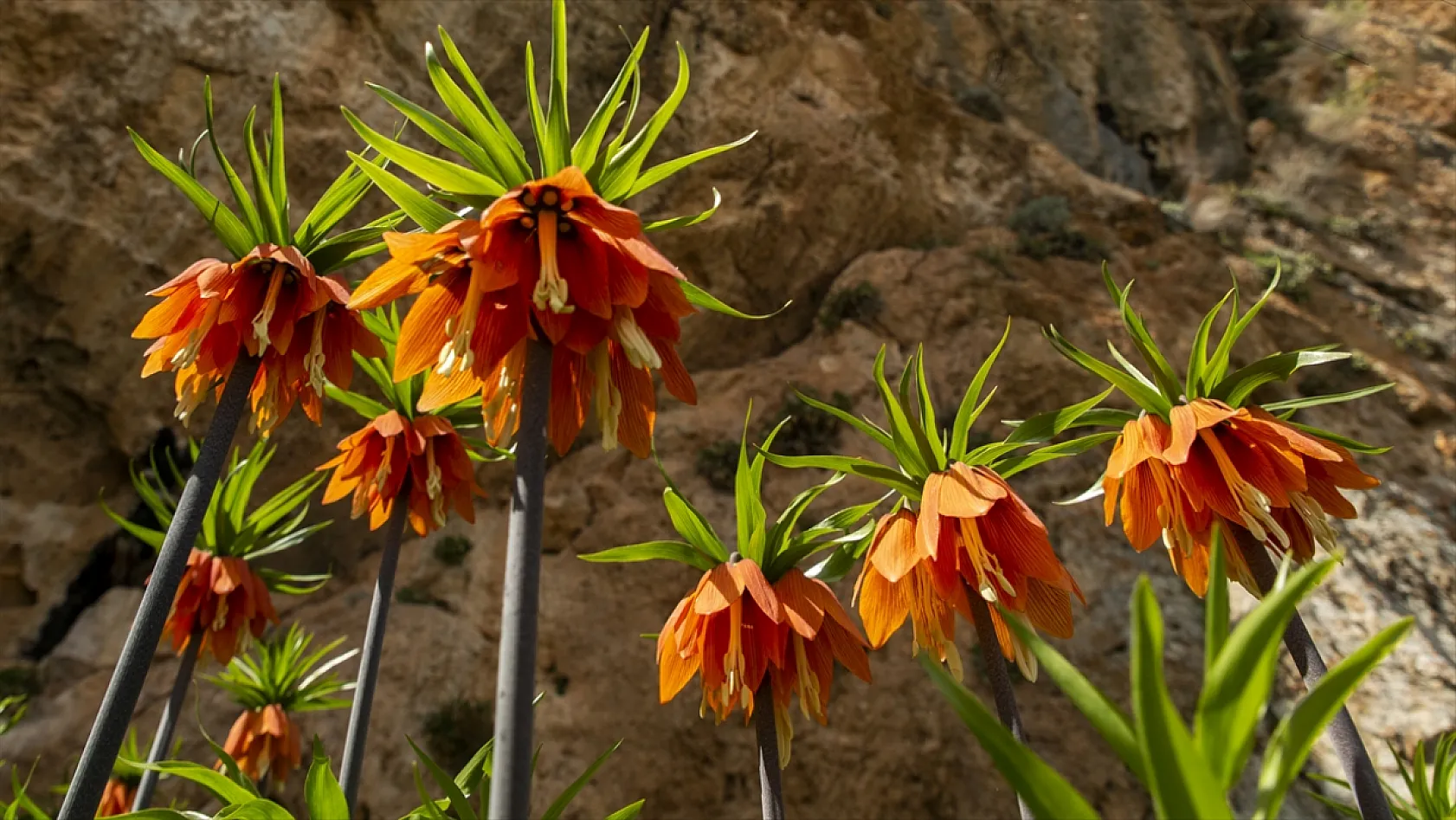 Ters laleler Malatya'da açtı