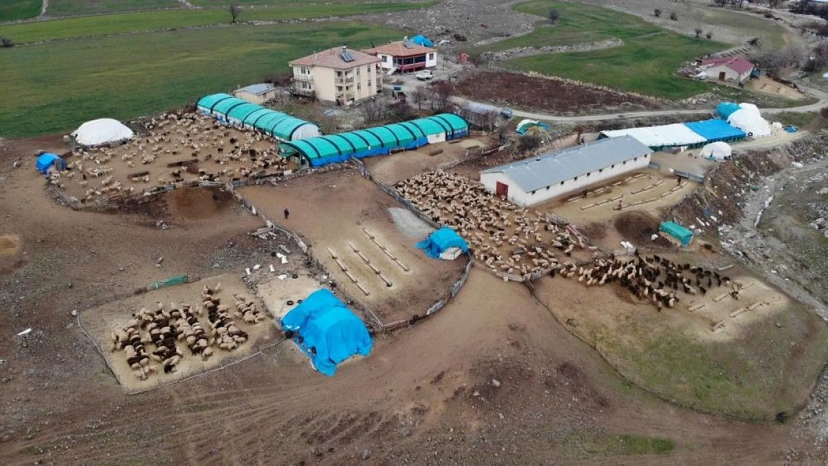 Kuzular anneleriyle buluştular...