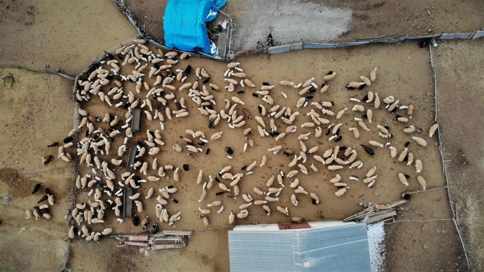 Kuzular anneleriyle buluştular...