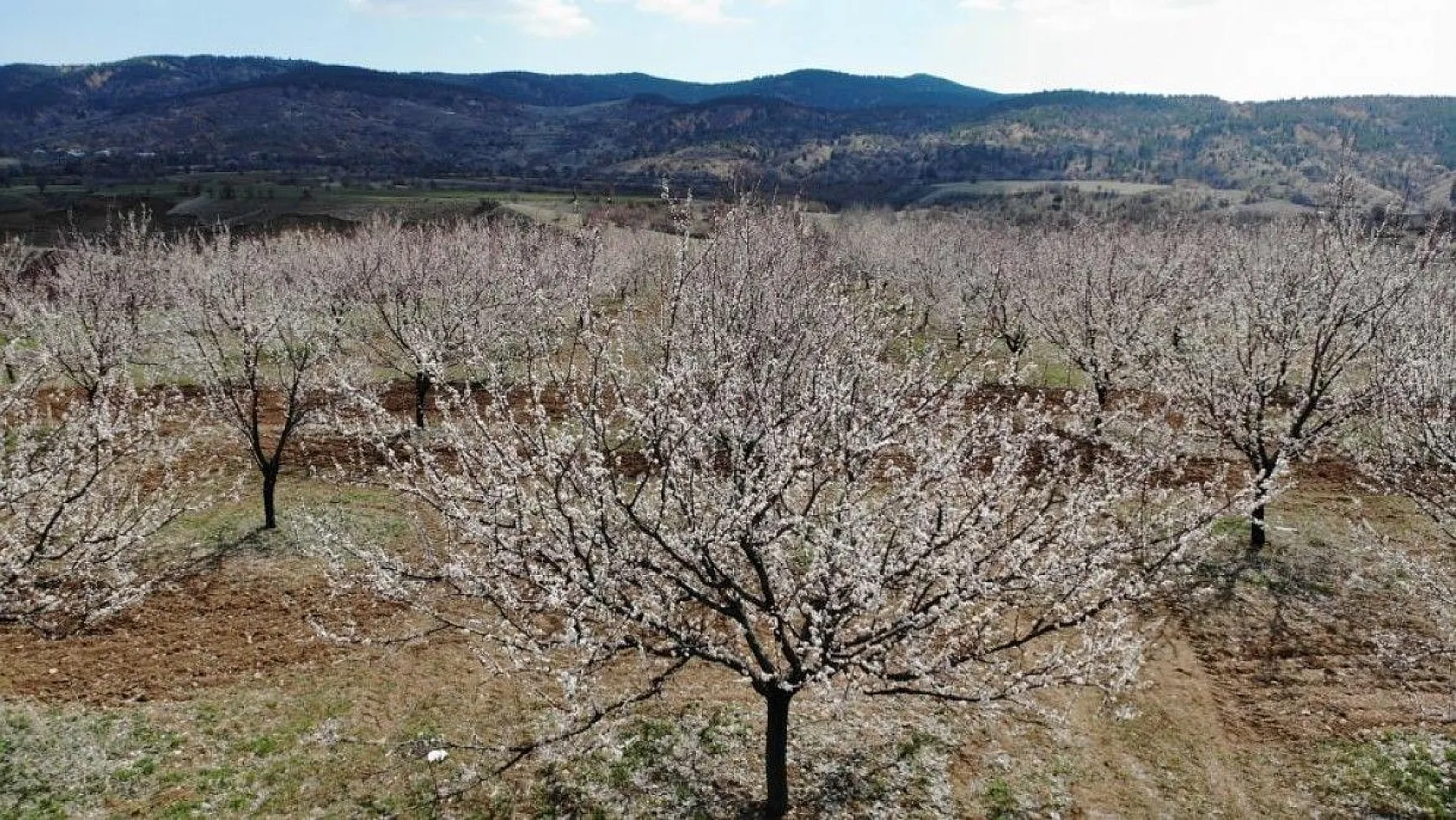 Ağaçlar beyaz gelinliği giydi