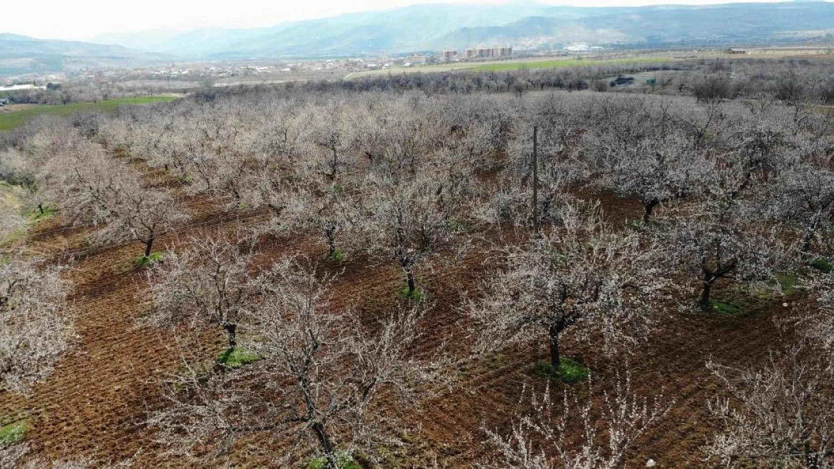 Ağaçlar beyaz gelinliği giydi